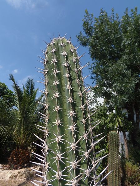 Pachycereus pecten arboriginum [800x600].JPG