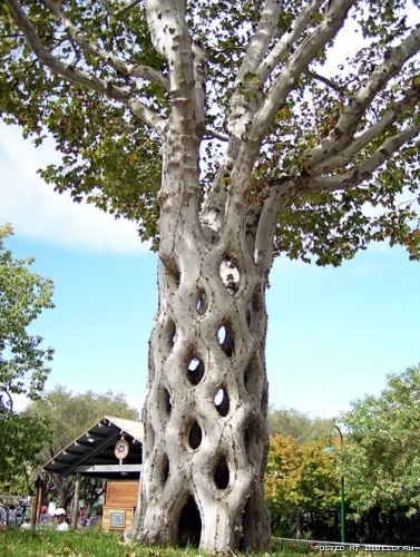arbre remarquable.jpg