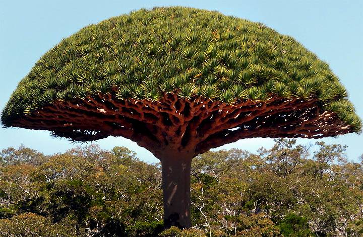 quand la géométrie et la nature se conjugue, la beauté résulte d'une parfaite harmonie. C'est presque irréel.
