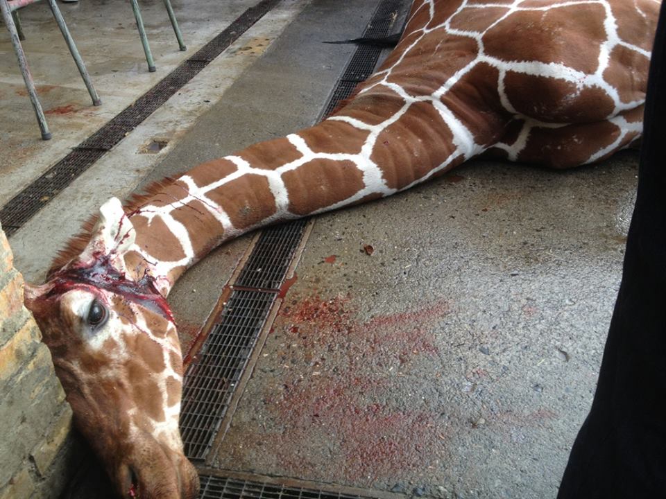 Copenhague zoo