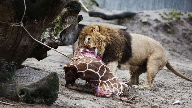 Copenhague zoo