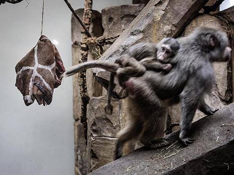Copenhague zoo