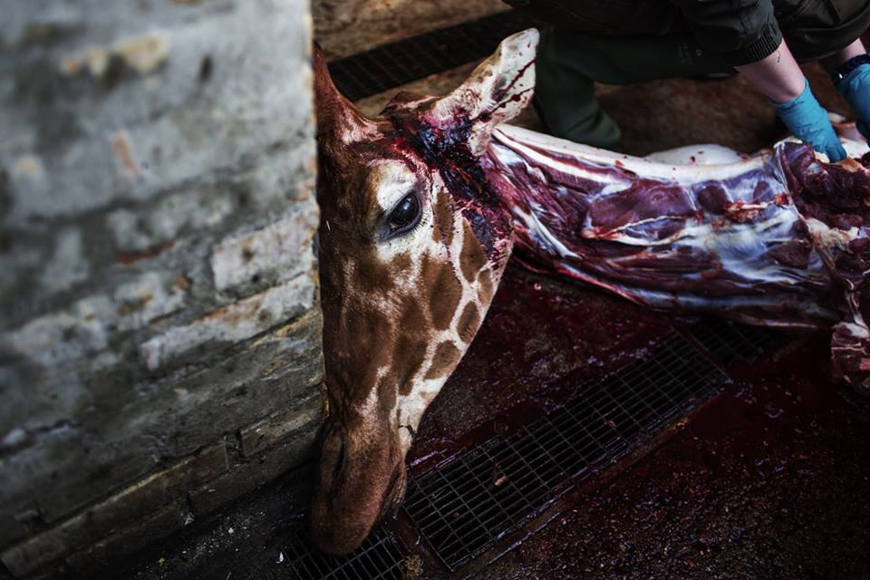Copenhague zoo