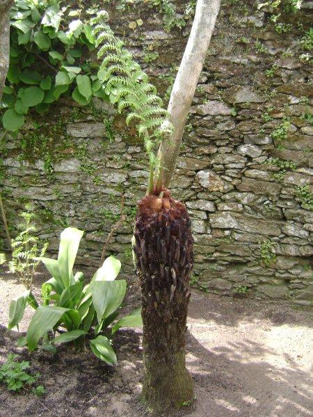 Dicksonia antartica 05 mai 2010.jpg
