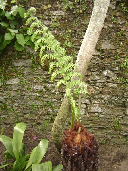 Dicksonia antartica 02.jpg