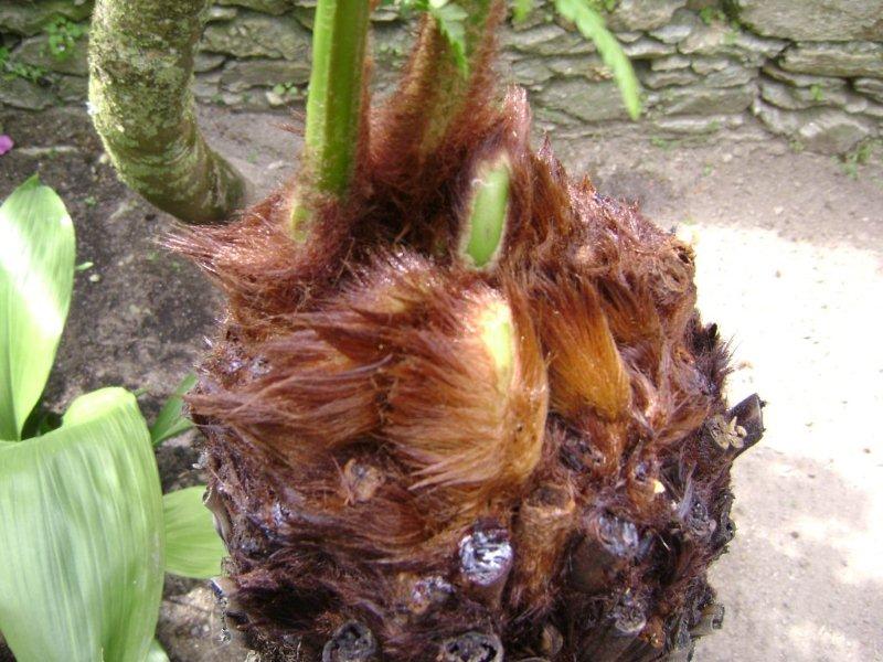 Dicksonia antartica 05 mai 2010  03.jpg