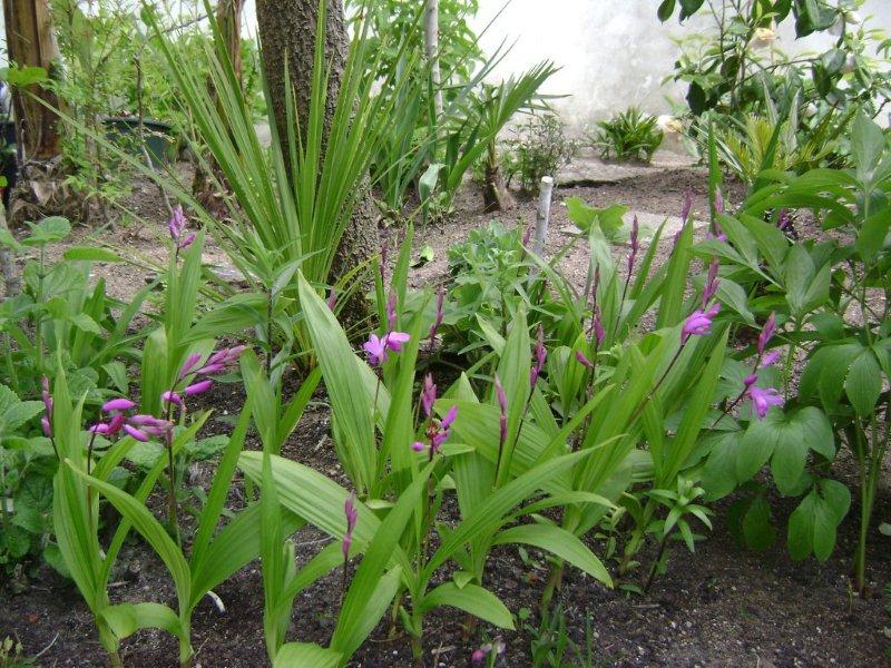 Bletilla striata 05 mai 2010.jpg