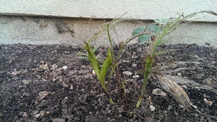IMAG0113.jpg