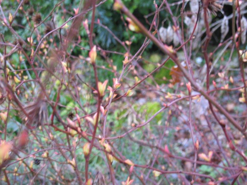 Plumbago willmottianum