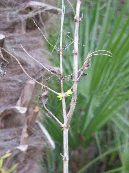 Lippia citriodora qui démarre de sa hauteur, du jamais vu ici !