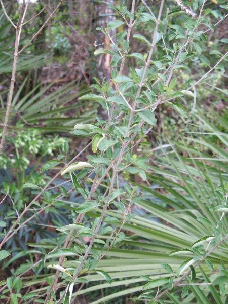 Lippia scaberrima n'a pas perdu ses feuilles