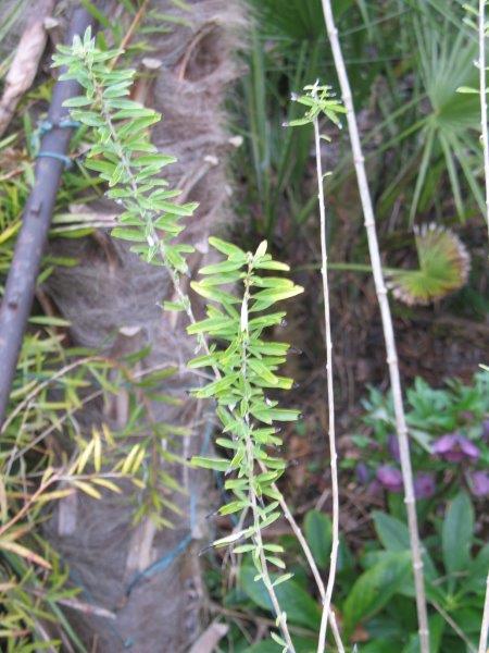 Lippia polystachya n'a pas perdu ses feuilles