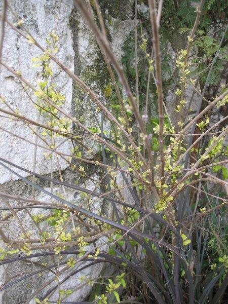 Solanum rantonetti redémarre de sa hauteur, en général il repart du pied ici.