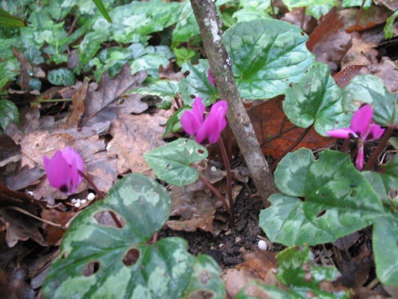 Première floraison de Cyclamen pseudibericum