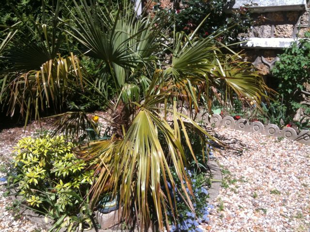 IMG_0215-crop.jpg