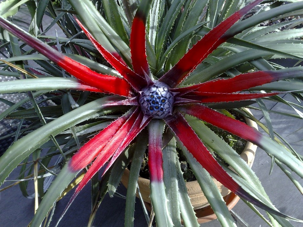 F bicolor P.jpg