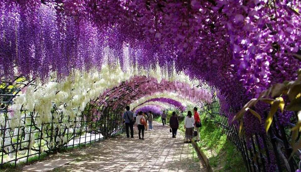 Tunnel-Wisteria-Kawachi-Fuji-Garden-Kitakyushu-Japon.jpg