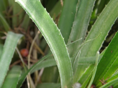 P2200005b.jpg