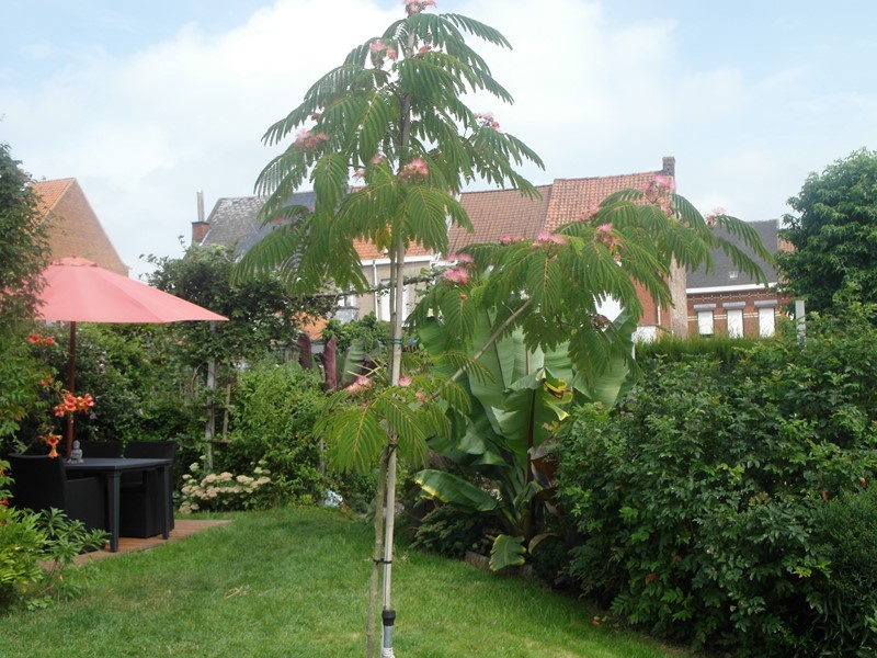 Albizia Julibrissin Boubri Ombrella