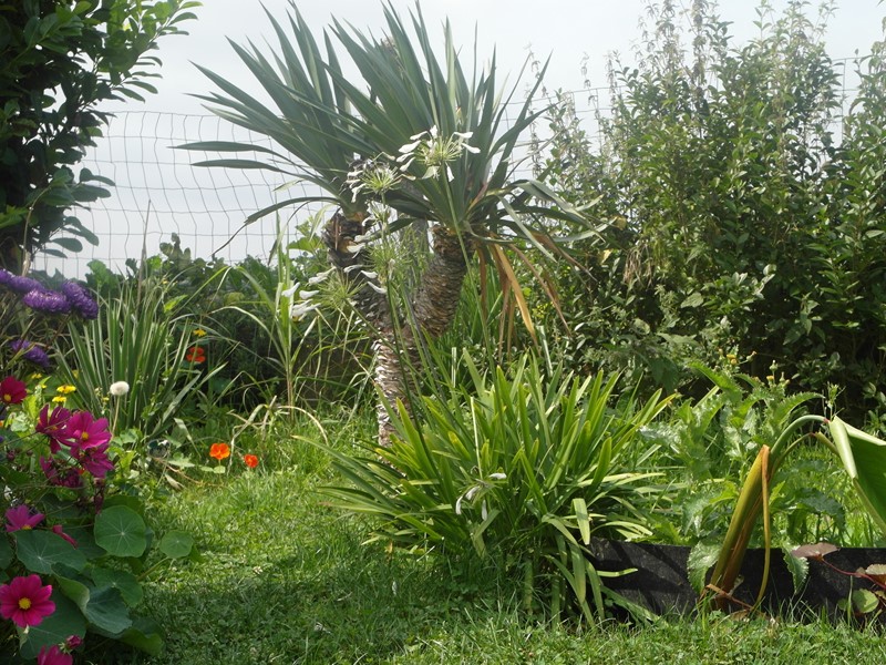 Yucca Recurvifolia &amp; Agapanthus