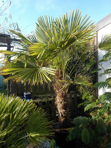 Nouveau Trachycarpus Fortunei depuis novembre 2013