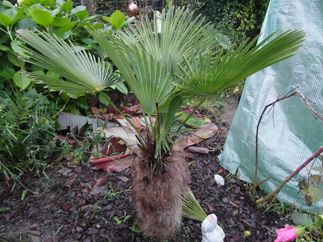 Trachycarpus Wagnerianus