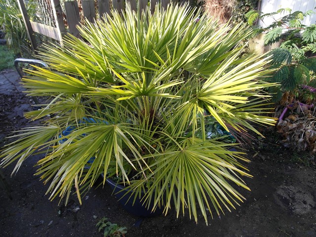 Chamaerops Humilis