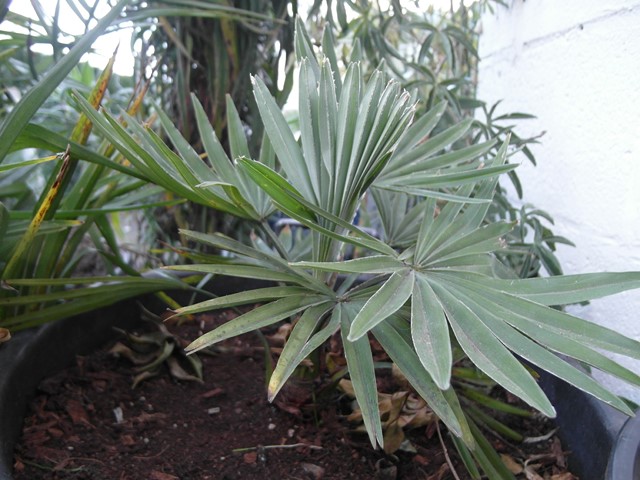 Trachycarpus Princeps