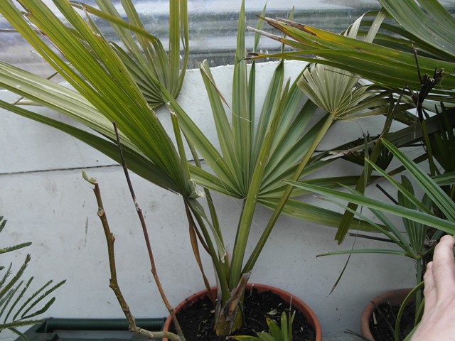 Sabal Palmetto