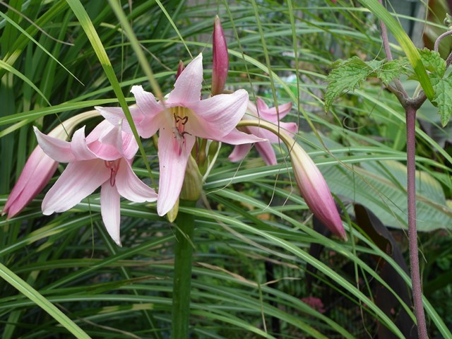 Crinum