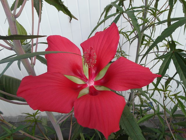 Hibiscus Coccineus