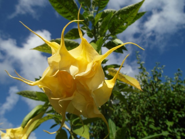 Brugmansia