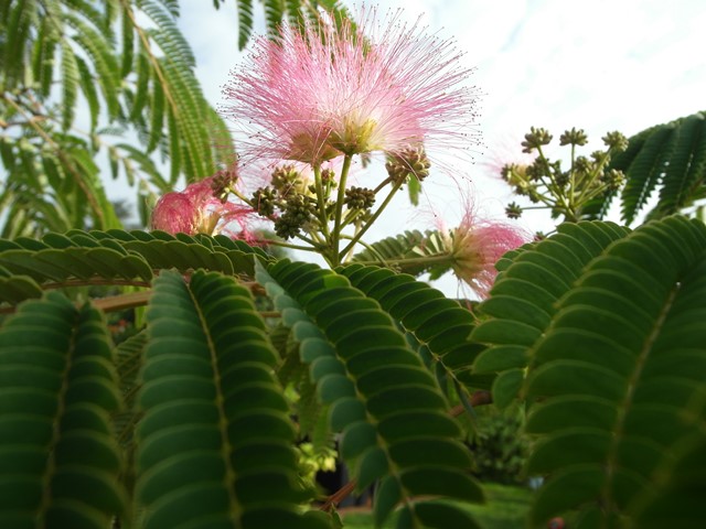 Fleur Albizia Boubri