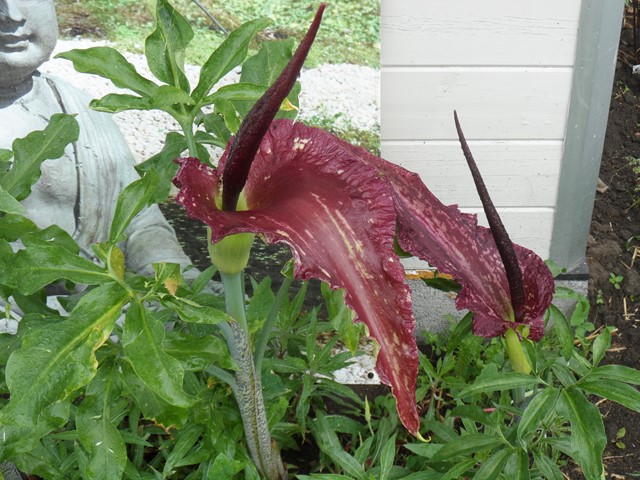 Dracunculus Vulgaris