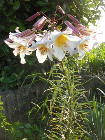 Lilium Régale