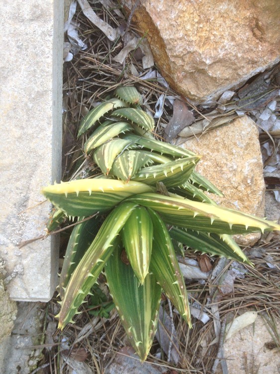 A mitriformis var.jpg