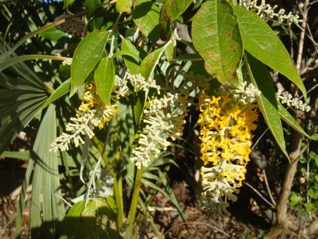 buddleia madagascariensis