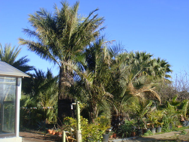 jubaea,jubutia et butiagruss