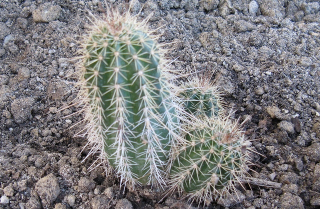 Web_CactusInconnu_IMG_3585.jpg