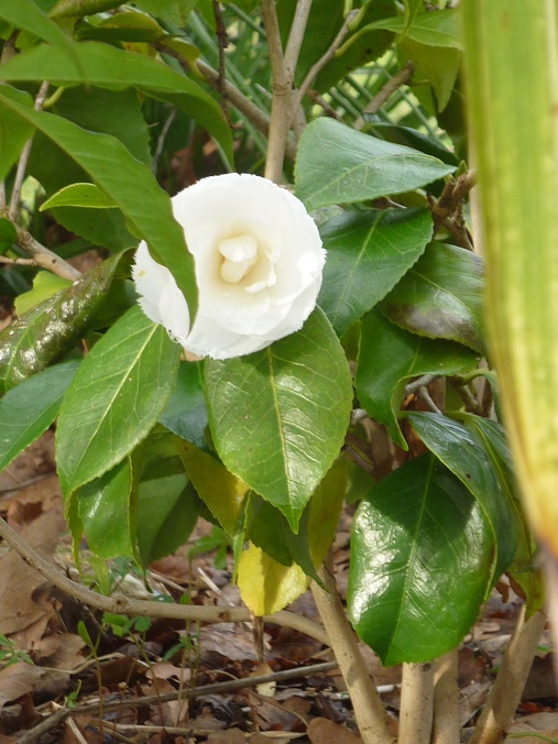 et quelques fleurs du moment :