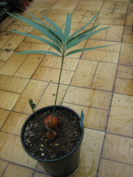 cycas petraea 002 [1600x1200].jpg