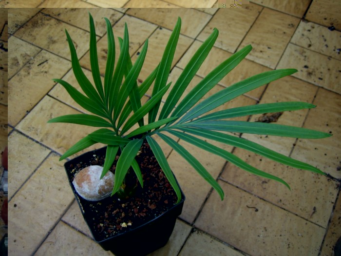 cycas thouarsii 002 [1600x1200].jpg
