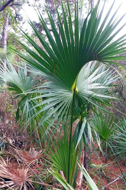 sabal palmetto.jpg