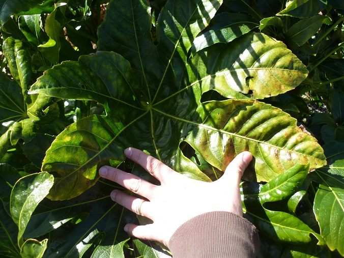 ce fatsia se prend pour un Tetrapanax, l'eau lui va bien