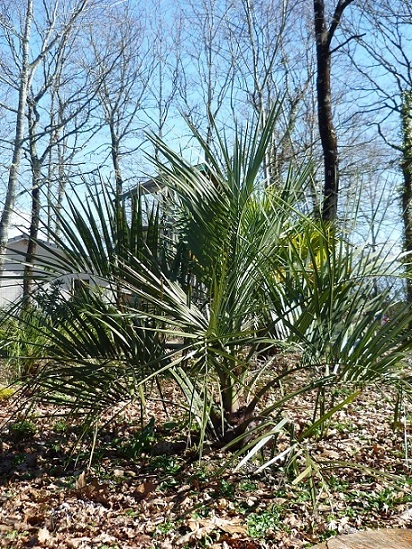 butia ras