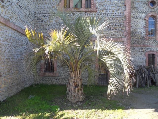 Butia