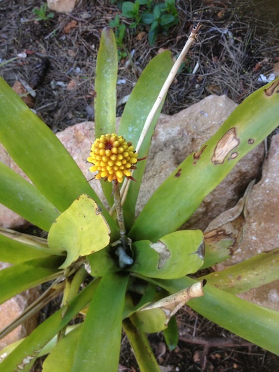 A distichanta 1.jpg