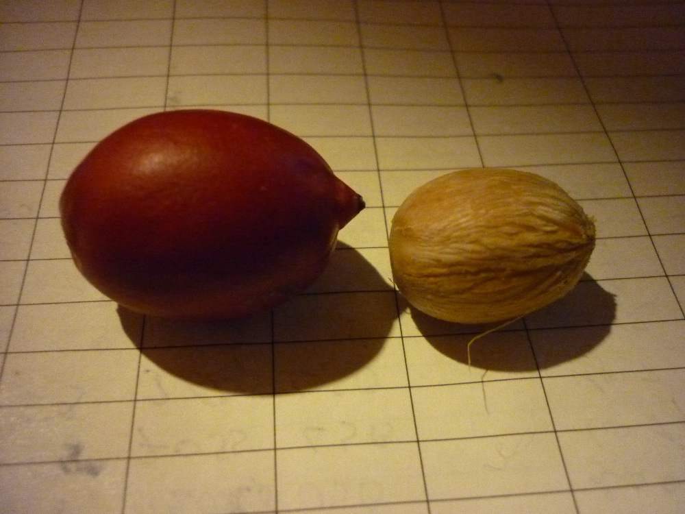 P1070422(1).JPG