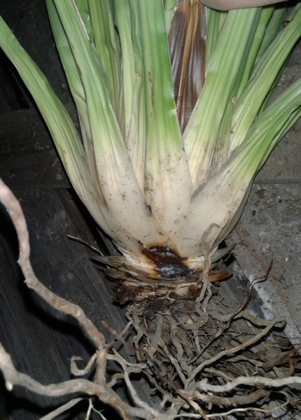 Agave stricta bis.jpg