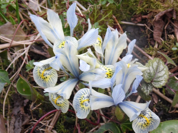 Iris réticulé